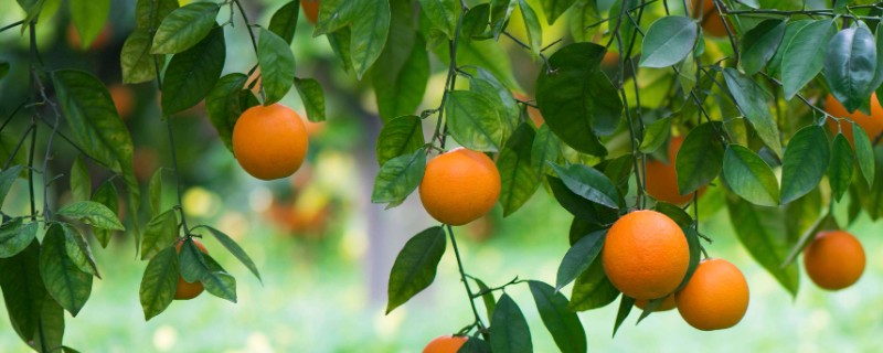 9月份柑橘管理要点，要预防落花落果