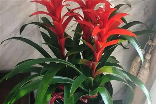 鸿运当头开花后如何养护，每个星期浇一次水