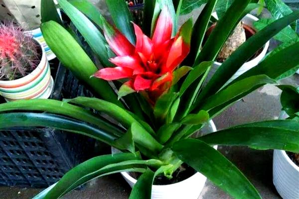 鸿运当头开花后如何养护，每个星期浇一次水