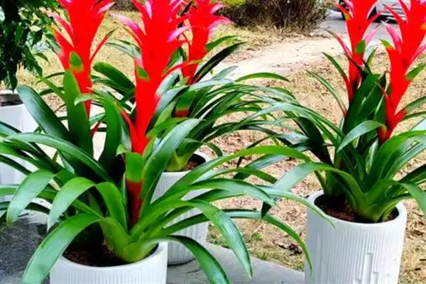 鸿运当头开花后如何养护，每个星期浇一次水