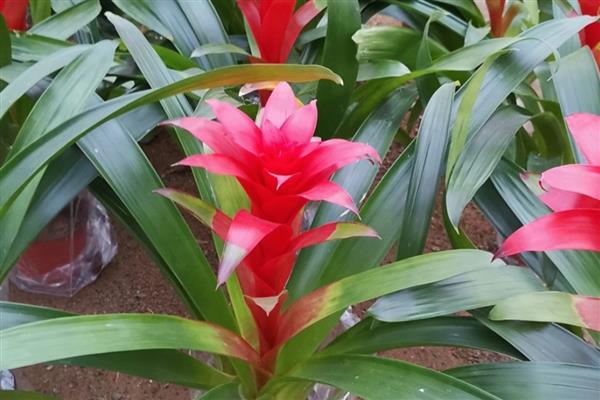 鸿运当头开花后如何养护，每个星期浇一次水