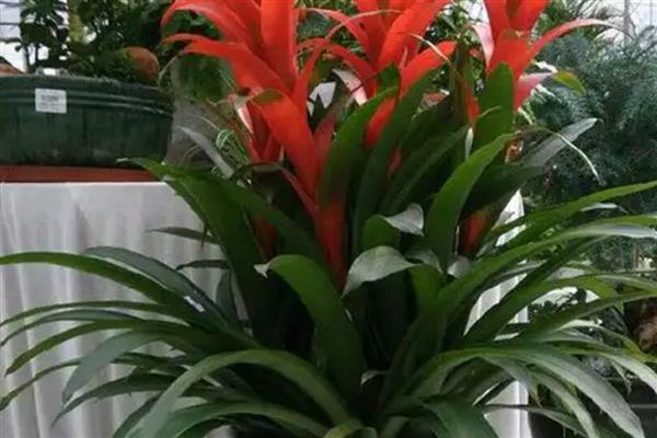 鸿运当头开花后如何养护，每个星期浇一次水