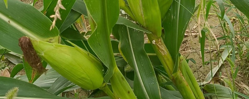 玉米为什么一年四季都有卖的，因为温室大棚栽培技术的普及