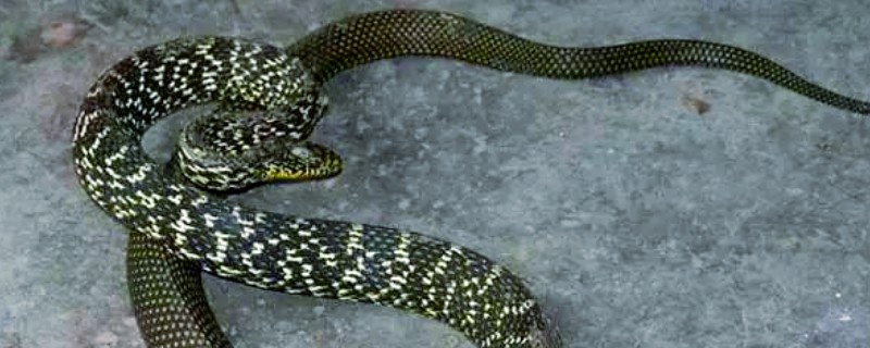 大王蛇是不是保护动物，被列入国家野生动物保护行列