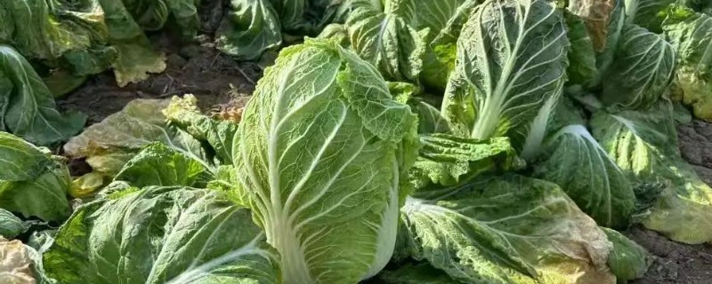 大白菜烂心打哪种药，可喷洒氯溴异氰脲酸