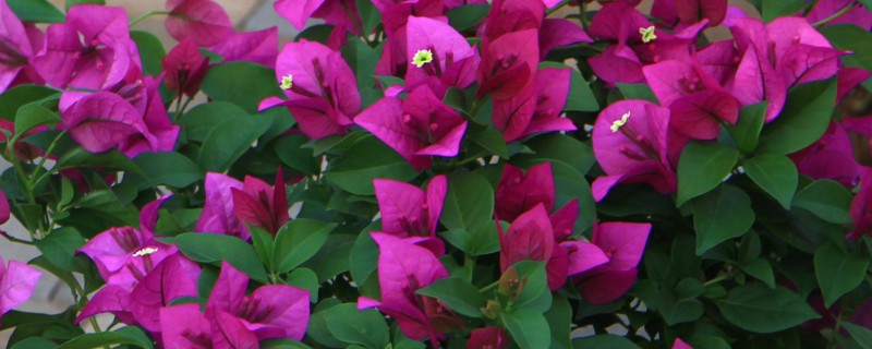 三角梅如何栽培，喜欢在温暖的环境中生长