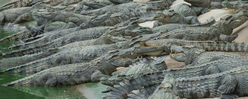 很少人养殖鳄鱼的原因，攻击性较强且不能私人养殖
