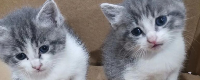 猫咪趾间炎的症状，表现为趾间红肿