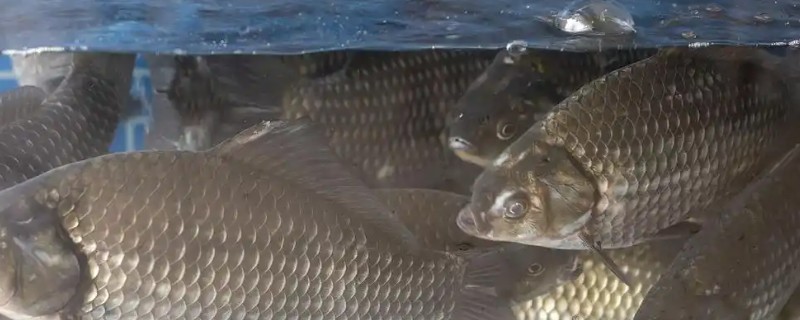 养鲫鱼怎么养才不会死，每一个星期左右换水一次