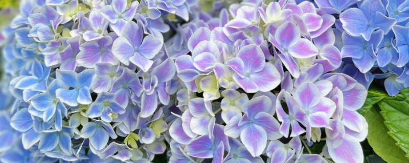 绣球花的家庭养法，平时需维持在18-28℃之间