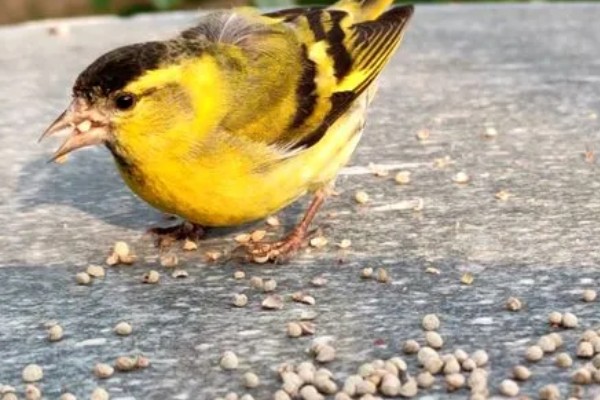 黄雀饲养方法，应该选择封闭底的鸟笼