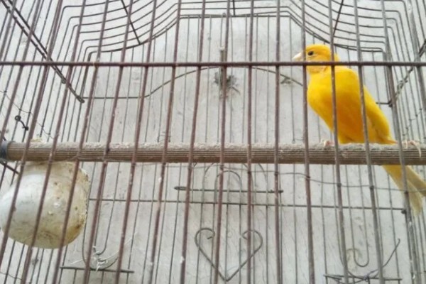 黄雀饲养方法，应该选择封闭底的鸟笼