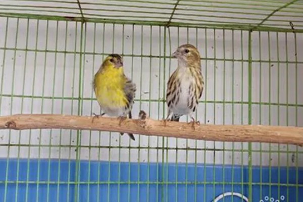 黄雀饲养方法，应该选择封闭底的鸟笼