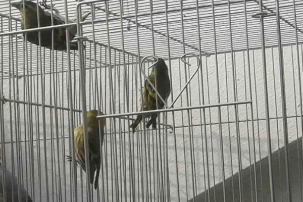 黄雀饲养方法，应该选择封闭底的鸟笼
