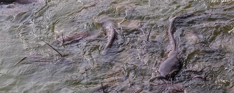 鲶鱼不能吃的原因，生活环境差、会以腐肉为食