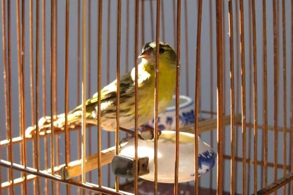黄雀饲养方法，应该选择封闭底的鸟笼