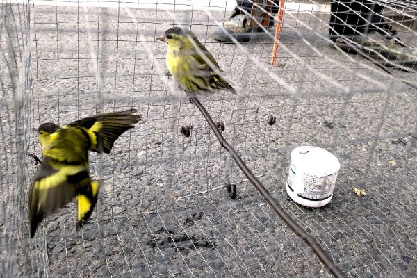 黄雀饲养方法，应该选择封闭底的鸟笼