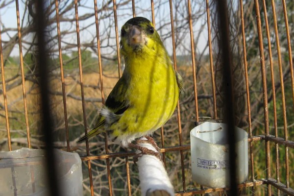 黄雀饲养方法，应该选择封闭底的鸟笼