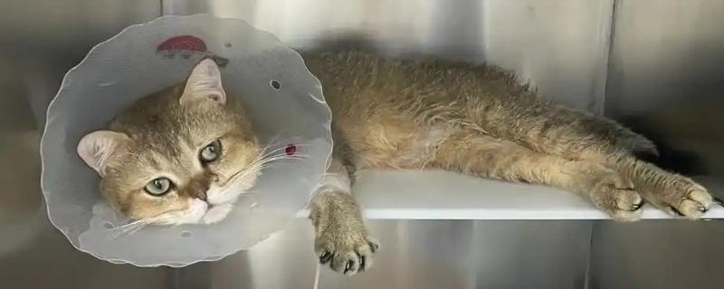 猫咪尿路感染如何处理，使用普安特泌尿药可快速见效