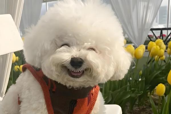 比熊犬眼屎多怎么处理,合理调整饮食尤为关键