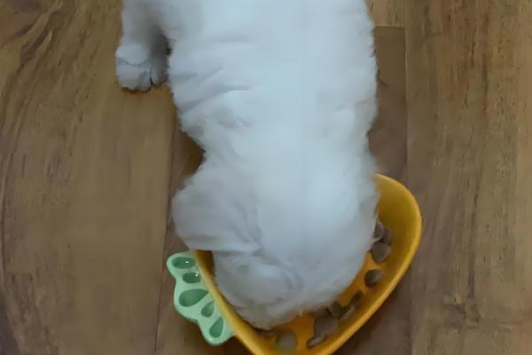 比熊犬眼屎多怎么处理,合理调整饮食尤为关键