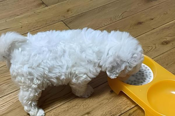 比熊犬眼屎多怎么处理,合理调整饮食尤为关键