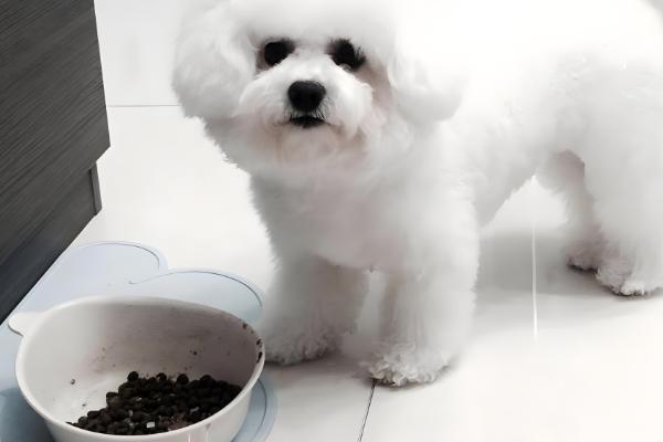 比熊犬眼屎多怎么处理,合理调整饮食尤为关键