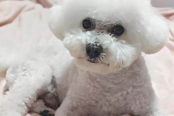 比熊犬眼屎多怎么处理,合理调整饮食尤为关键