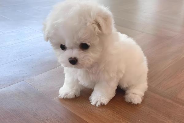 比熊犬眼屎多怎么处理,合理调整饮食尤为关键