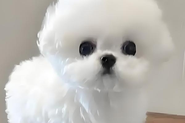 比熊犬眼屎多怎么处理,合理调整饮食尤为关键