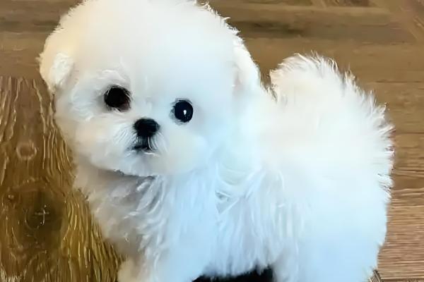 比熊犬眼屎多怎么处理,合理调整饮食尤为关键