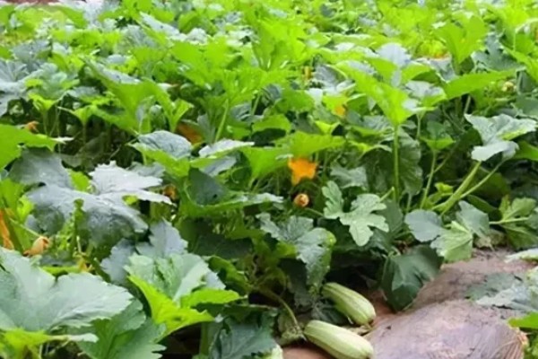 西葫芦的种植时间,一般春播为5月初