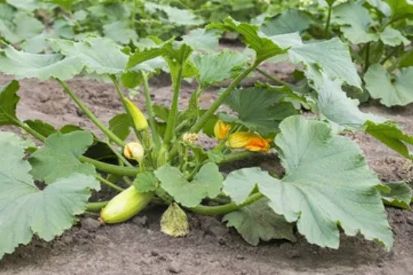 西葫芦的种植时间,一般春播为5月初