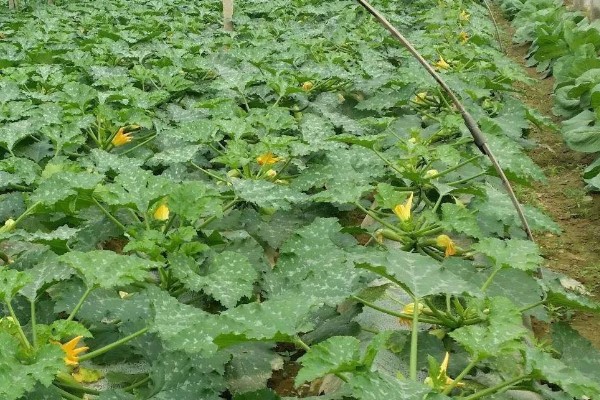 西葫芦的种植时间,一般春播为5月初