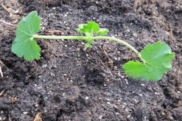 西葫芦的种植时间,一般春播为5月初