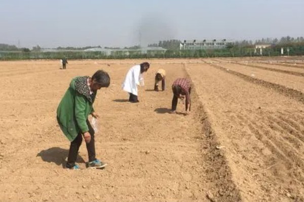 西葫芦的种植时间,一般春播为5月初