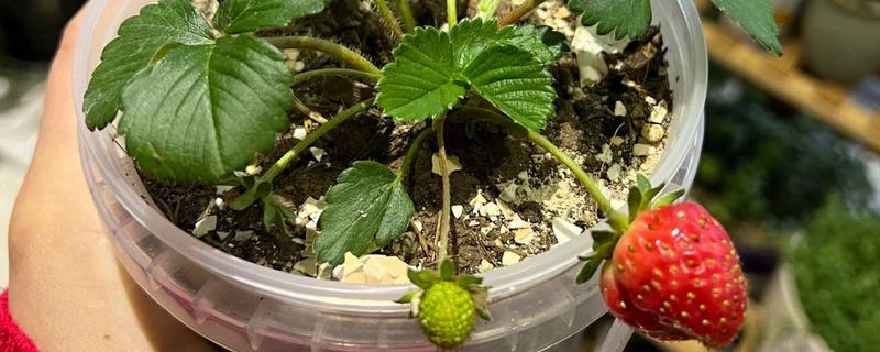 盆栽草莓怎么种植，种植前需浸种处理