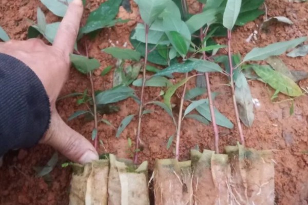 桉树苗的价格,一株售价0.2-1.0元