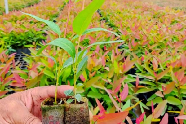 桉树苗的价格,一株售价0.2-1.0元