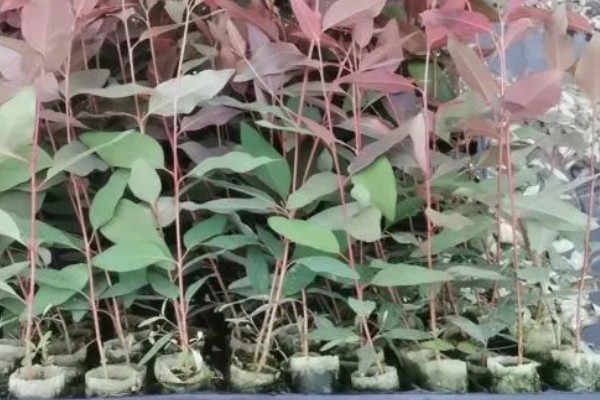 桉树苗的价格,一株售价0.2-1.0元