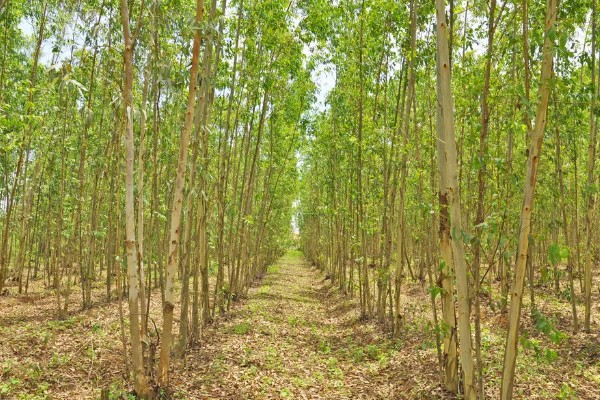 桉树苗的价格,一株售价0.2-1.0元