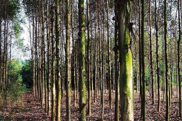 桉树苗的价格,一株售价0.2-1.0元