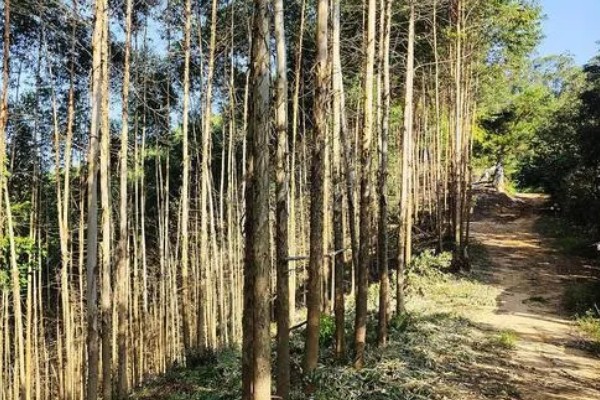 桉树苗的价格,一株售价0.2-1.0元