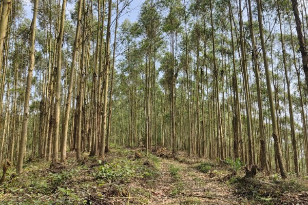 桉树苗的价格,一株售价0.2-1.0元