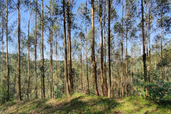 桉树苗的价格,一株售价0.2-1.0元