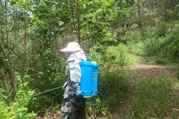 桉树苗的价格,一株售价0.2-1.0元