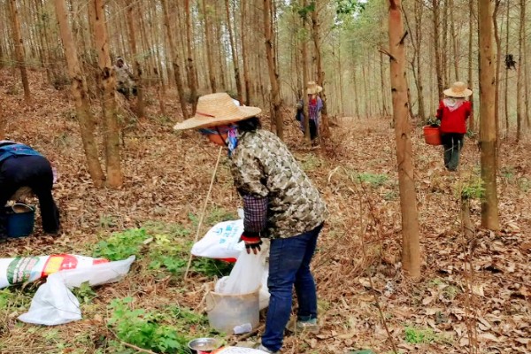 桉树苗的价格,一株售价0.2-1.0元