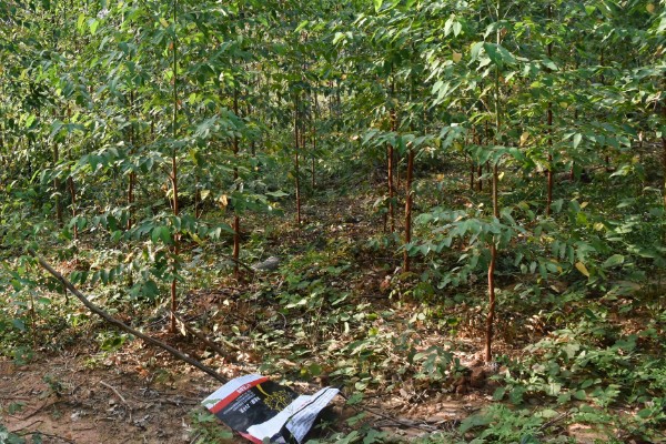 桉树苗的价格,一株售价0.2-1.0元