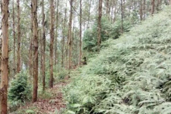 桉树苗的价格,一株售价0.2-1.0元