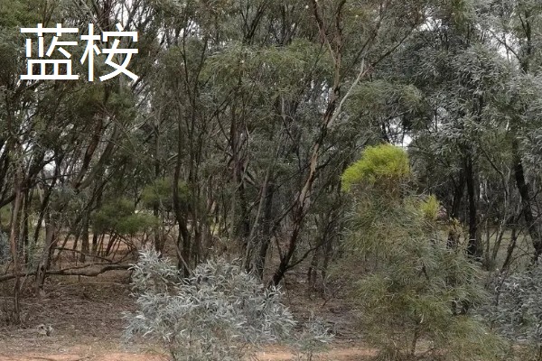 桉树苗的价格,一株售价0.2-1.0元